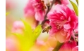 桃花都快開了 你還宅在家里嗎？