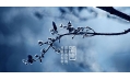 今日霜降 | 一年補透透，不如補霜降